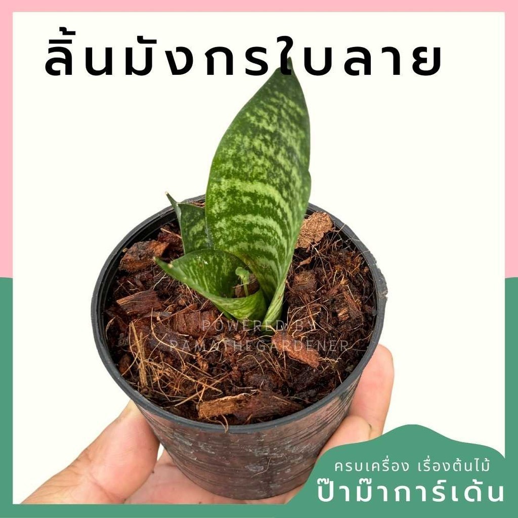 ลิ้นมังกรลาย พร้อมกระถาง 3 นิ้ว