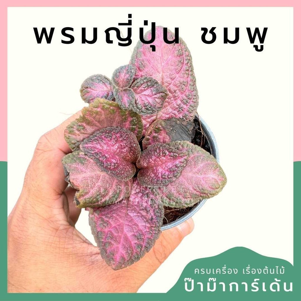 พรมญี่ปุ่นชมพู พร้อมกระถาง 3 นิ้ว