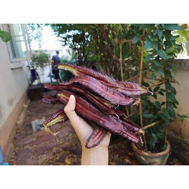 เมล็ดพันธุ์ ถั่วพูม่วง ถั่วพูแดง ถั่วเหลี่ยมแดง  4-10 เมล็ด มีคู่มือปลูก (ซื้อ10 แถม 1 คละได้)