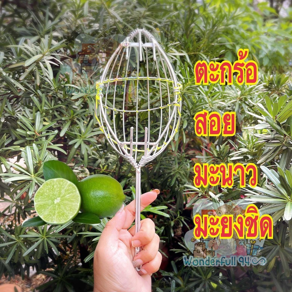 ตะกร้อ สอยมะนาว มะยงชิด ตะกร้อสอยผลไม้