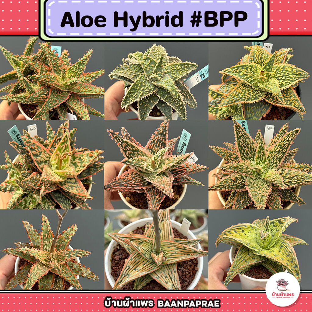 Aloe Hybrid อโลไฮบริด #BPP ไม้อวบน้ำ กุหลาบหิน cactus&amp;succulentหลากหลายสายพันธุ์