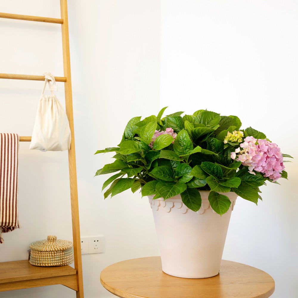 LOCAL789 Tree’O กระถางต้นไม้ ขนาด 29x17x26ซม รุ่น MN001-12 ร้านอยู่ในไทย