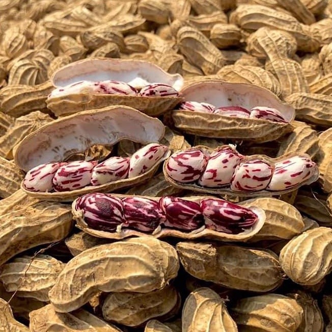 เมล็ดพันธุ์ ถั่วลิสงลายเสือ ถั่วจัมโบ้ 10-25 เมล็ด มีคู่มือการปลูก [10 แถม 1 คละได้]