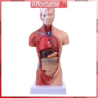 อา ลําตัวมนุษย์รุ่นร่างกายกายวิภาคการแพทย์อวัยวะภายในสําหรับ…