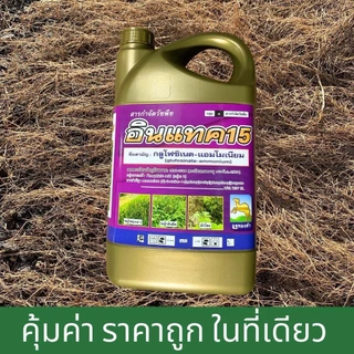 อินแทค15 กลูโฟซิเนต15%เต็ม ยาเผาไหม้ กำจัดทุกหญ้า ไม่เลือกทำลาย สารทดแทนพาราควอต กำจัดวัชพืชสวนทุเรียน ยาป้าย สเปรย์