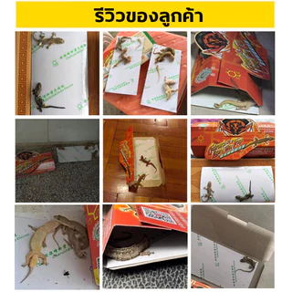 ดักจิ้งจก กาวที่มีประสิทธิภาพ หนีไม่ได้ถ้าติดอยู่ ไร้สารพิษ ไม่มีกลิ่น ตัวกล่องกันความชื้น สามารถใช้งานได้หลายจุด