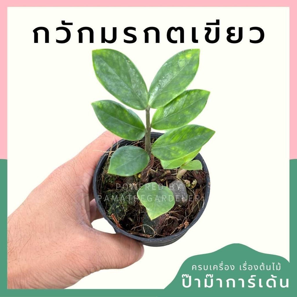 กวักมรกตเขียว กระถาง 3 นิ้ว