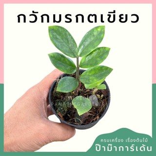 กวักมรกตเขียว กระถาง 3 นิ้ว