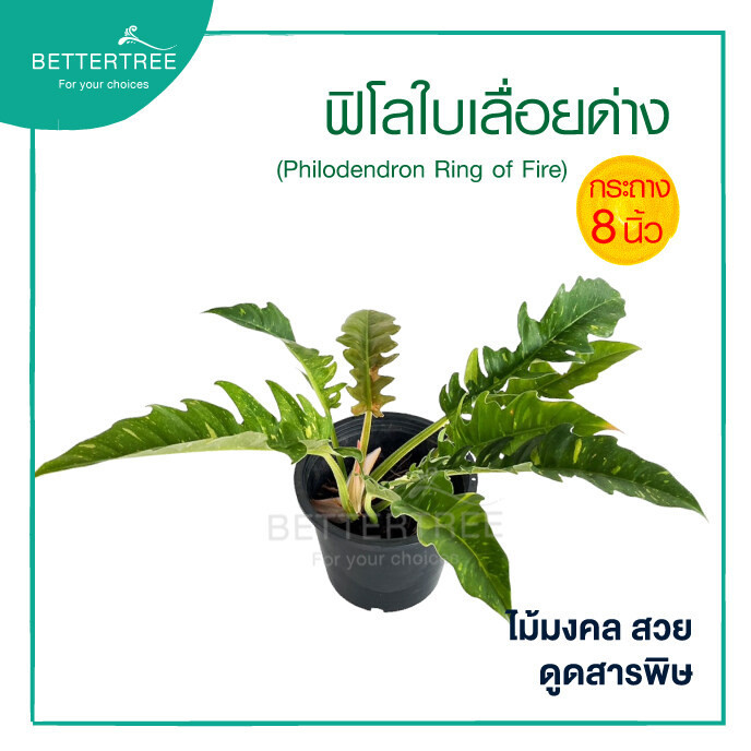 ฟิโลใบเลื้อยด่าง กระถาง 8 นิ้ว philodendron ring of fire ต้นไม้มงคล ต้นไม้ฟอกอากาศ ต้นไม้
