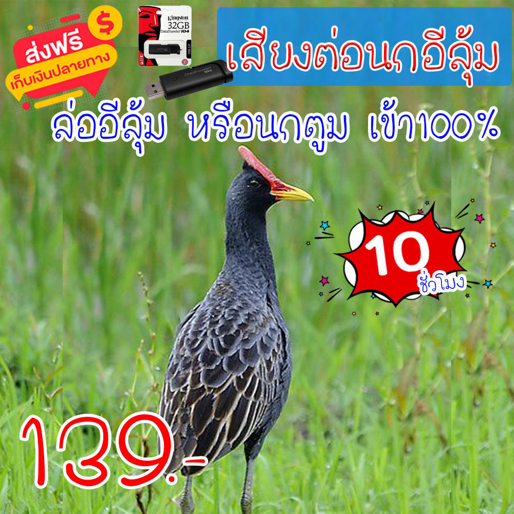 เสียงต่อนกอีลุ้ม นกตูม แฟลชไดร์ฟเสียงนกอีลุ้ม สำหรับต่อหรือล่อนกอีลุ้ม ความยาว 10 ชม.เสียงดัง เสียงใสกังวาน ได้ผล100%