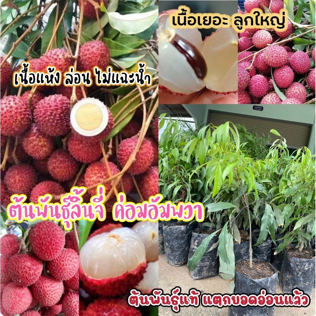 ลิ้นจี่ค่อมอำพวา ต้นสวยพร้อมปลูก  ติดผลดก  ต้นพันธุ์แท้จาก อัมพวา ต้นพันธุ์สูง 50 ซม.ทรงพุ่มสวย ต้นแข็งแรง ปลูกง่าย โตไว