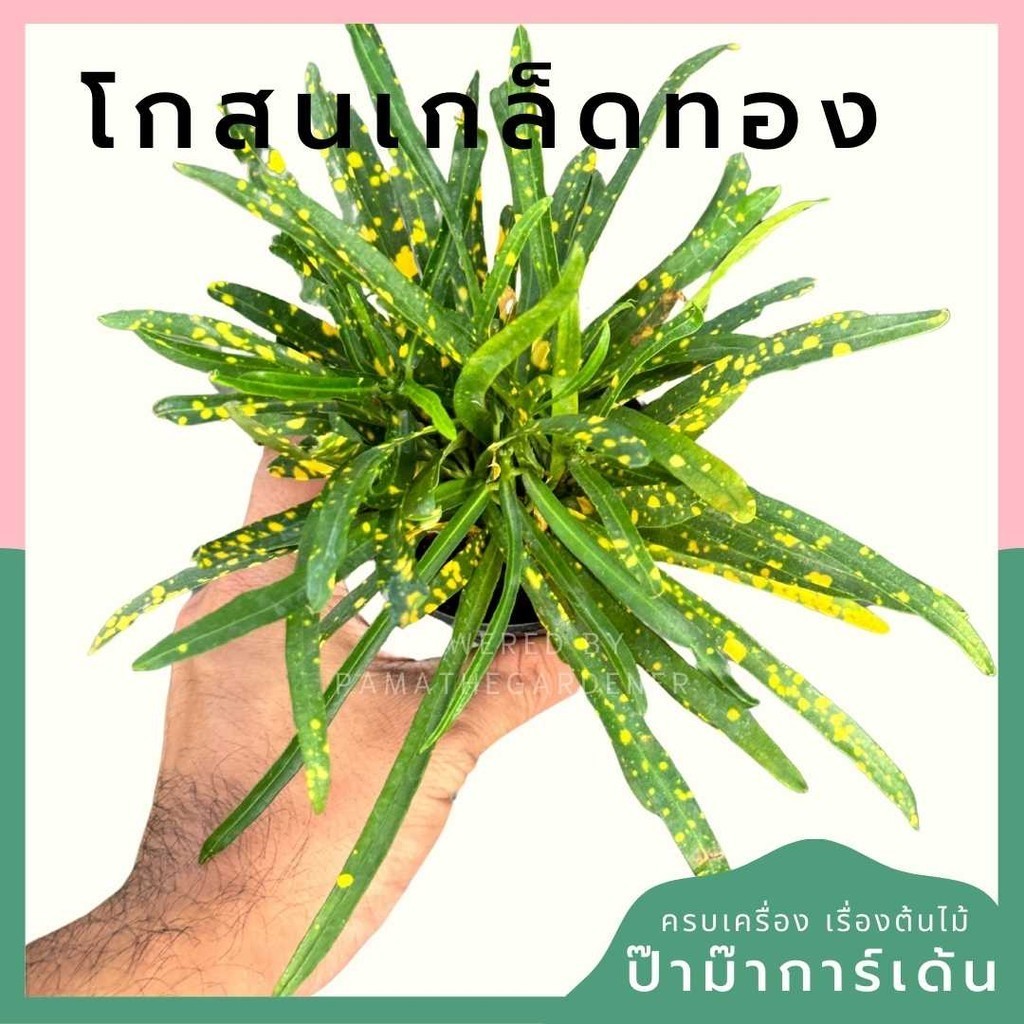 โกสนเกล็ดทอง กระถาง 3 นิ้ว