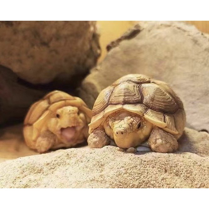 โมเดลเต่าซูลคาต้า งานเรซิ่น recast 7cm Sulcata model Mini (งานcopy ไม่ใช่ของ animal planet)