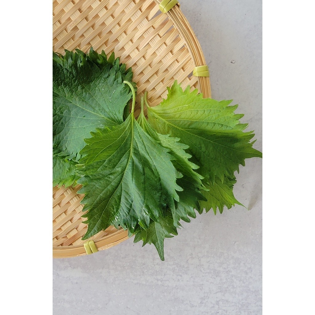 เมล็ด​พันธุ์​​ เมล็ดพันธุ์ชิโสะ ใบงาเกาหลีเขียวโอบะ Green Shiso 50-120​ เมล็ด มีคู่มือการปลูก [ซื้อ 10 แถม1คละได้]