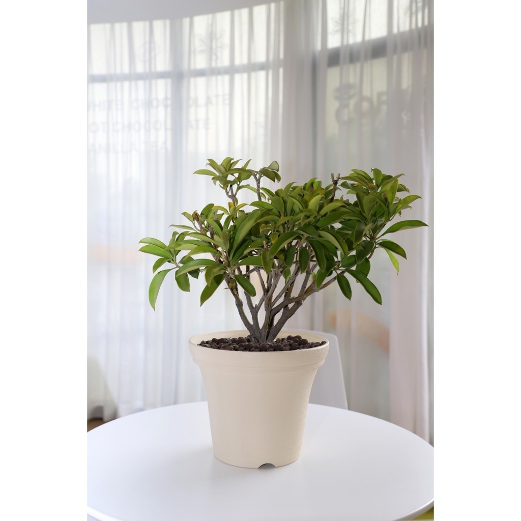 LOCAL789 Tree  O กระถางต้นไม้ รุ่น 6PY020-BE ขนาด 30 x 30 x 24 ซม. (12นิ้ว) สีน้ำตาลอ่อน ร้านอยู่ในไ