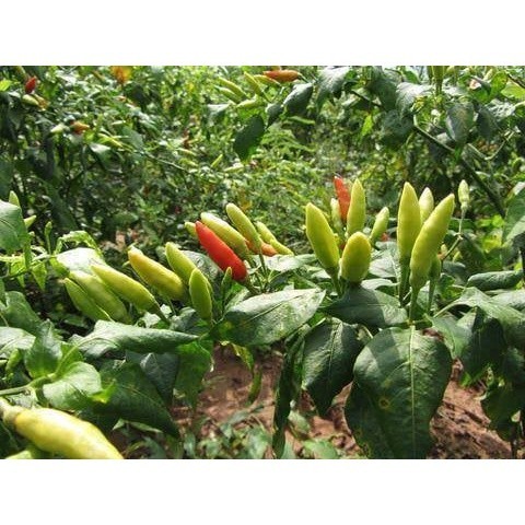 เมล็ดพันธุ์ พริกกะเหรี่ยง พริกเครือ พริกโบราณ มีคู่มือปลูก  [10 แถม 1 คละได้]