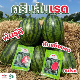 GGEW เมล็ดพันธุ์ซฟ เมล็ดพันธุ์แตงโม คริมสันเรด 40เมล็ด F1 40เมล็ด ตราศรแดง CrimsonRed Watermelon