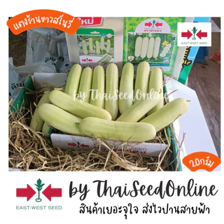 ตราศรแดง GGEW เมล็ดพันธุ์ แตงร้านสีขาวสโนวี่ 40 เมล็ด ตราศรแดง