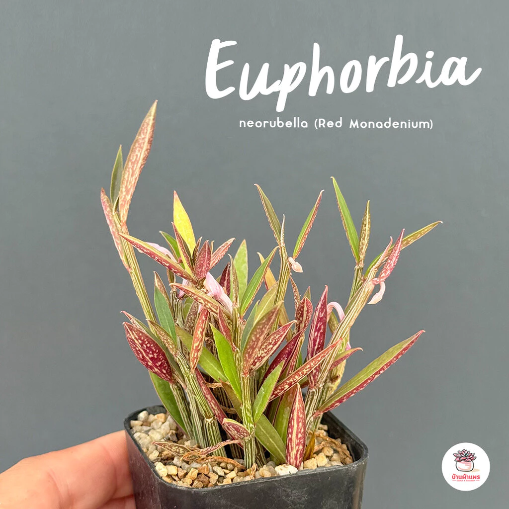 Euphorbia neorubella (Red Monadenium) กระถาง 2 นิ้ว ไม้อวบน้ำ กุหลาบหิน cactus&succulentหลากหลายสายพันธุ์