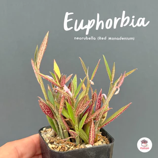 Euphorbia neorubella (Red Monadenium) กระถาง 2 นิ้ว ไม้อวบน้ำ กุหลาบหิน cactus&succulentหลากหลายสายพันธุ์