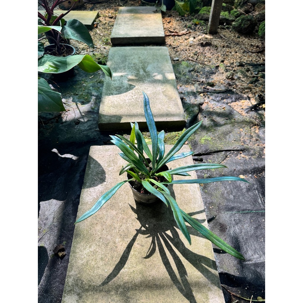 มุมมอง 3