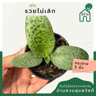 รวยไม่เลิก ส่งพร้อมกระถาง 3 นิ้ว