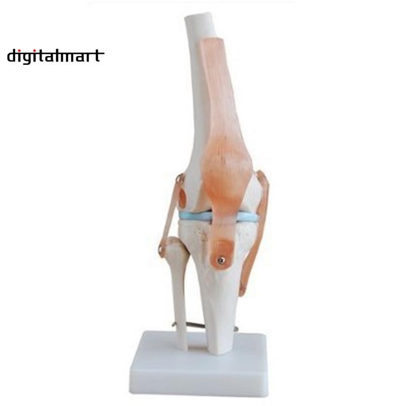 [digitalmart] โมเดลข้อต่อเข่าจําลอง ขนาดเท่าชีวิตมนุษย์ 1:1