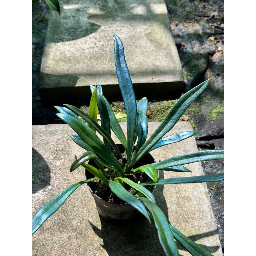 มุมมอง 2