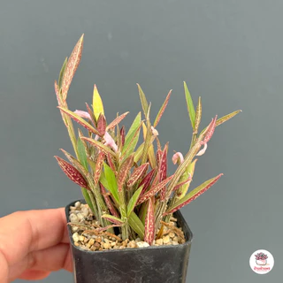 Euphorbia neorubella (Red Monadenium) กระถาง 2 นิ้ว ไม้อวบน้ำ กุหลาบหิน cactus&succulentหลากหลายสายพันธุ์