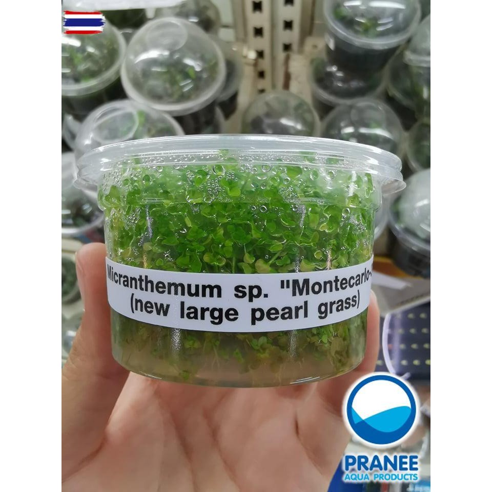 เพิลกลาสในรูปเนื้อเยื่อ
