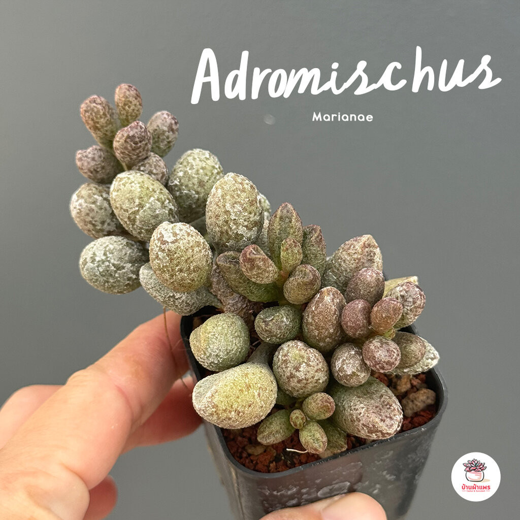 Adromischus Marianae ไม้อวบน้ำ กุหลาบหิน Cactus&amp;Succulent หลากหลายสายพันธุ์
