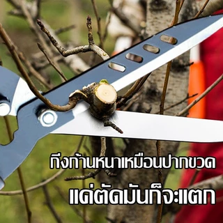 No.7 กรรไกรตัดหญ้า กรรไกรตัดแต่งพุ่มไม้ กรรไกรตัดกิ่ง ตัดกิ่งไม้ ตกแต่งสวน