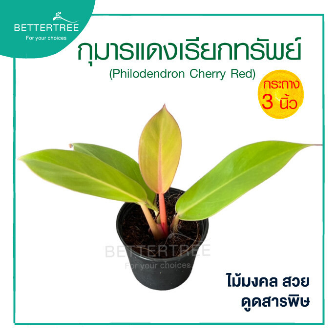กุมารแดงเรียกทรัพย์ 3 นิ้ว ต้นไม้มงคล ต้นไม้ฟอกอากาศ ต้นไม้