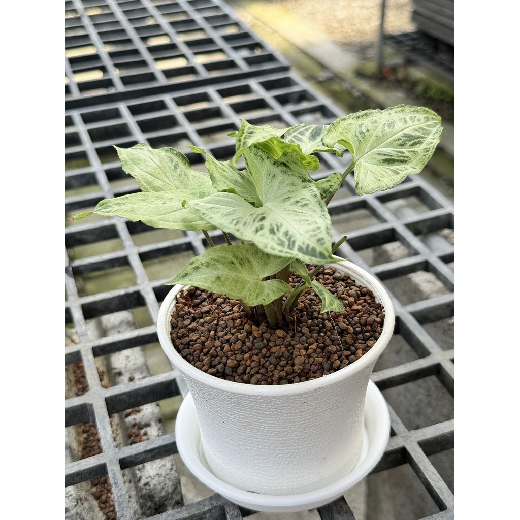 มุมมอง 7