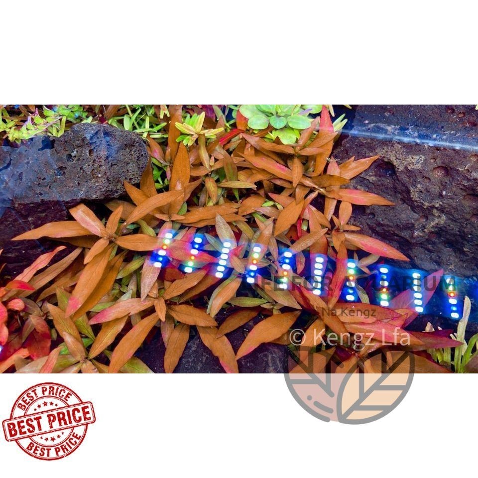 ludwigia x arcurata ไม้ข้อ หลังและกลางตู้ สีแดงเจ้มจ้น แดงอมส้ม สวยงาม ไม้ข้อ เลี้ยงง่าย