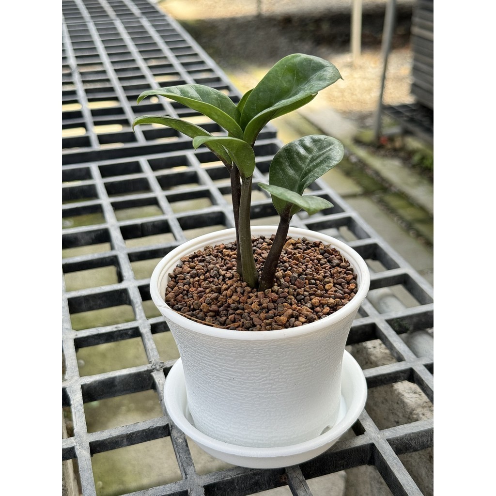 มุมมอง 4