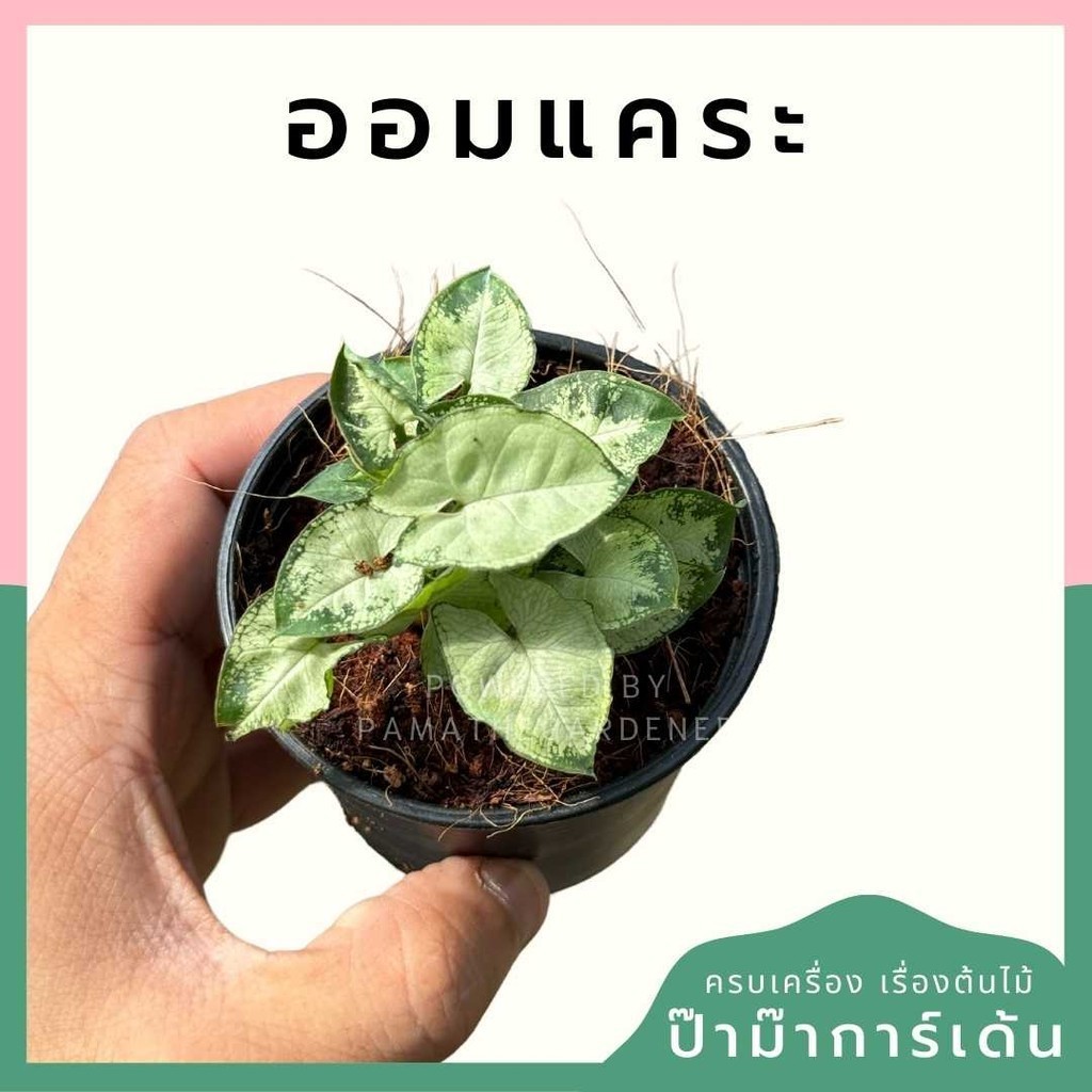 ออมแคระ กระถาง 3 นิ้ว