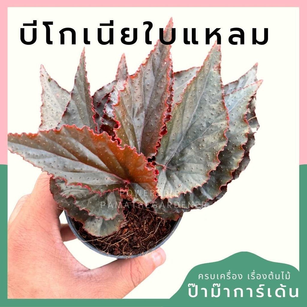 บีโกเนียใบกลม พร้อมกระถาง 3 นิ้ว