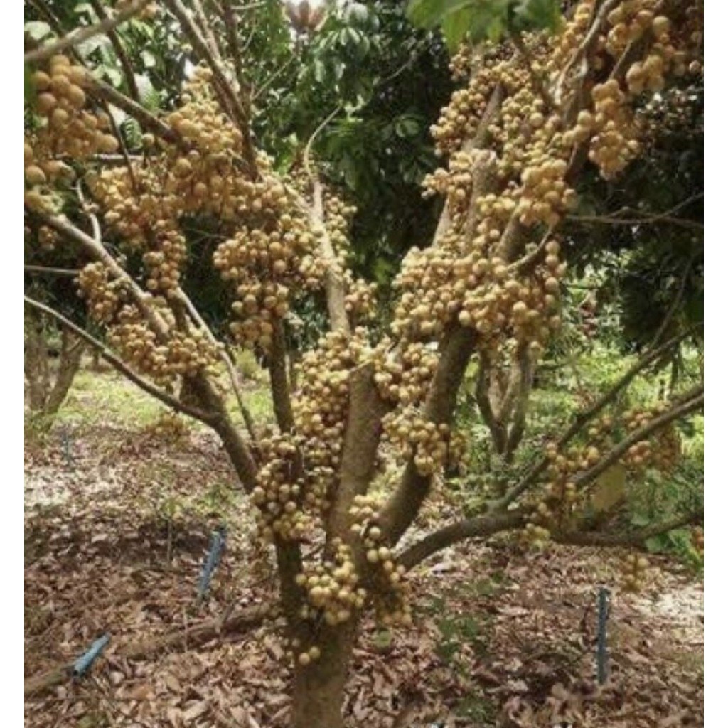 ต้นพันธุ์ ลอกกอง ตันหยงมัสแท้ ต้นพันธุ์แท้ สูงประมาณ 60 ถึง 70เซนติเมตร ต้นพันธุ์เสียบยอดติดสนิท ปลูก 3 ปี ให้ผลผลิตแล้ว - รูปที่ 2