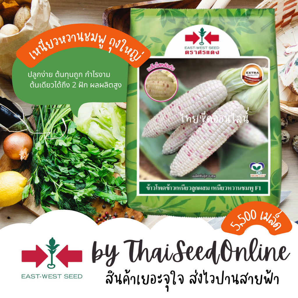 EWCOM Exp. 2/70 เมล็ดพันธุ์ ข้าวโพดเหนียวหวานชมพู 5000เมล็ด ตราศรแดง Waxy Corn