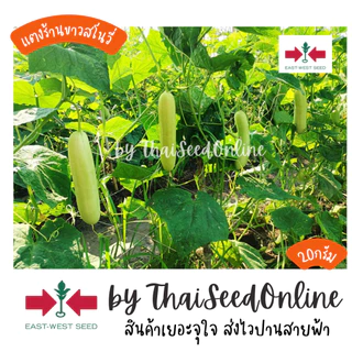 ตราศรแดง GGEW เมล็ดพันธุ์ แตงร้านสีขาวสโนวี่ 40 เมล็ด ตราศรแดง