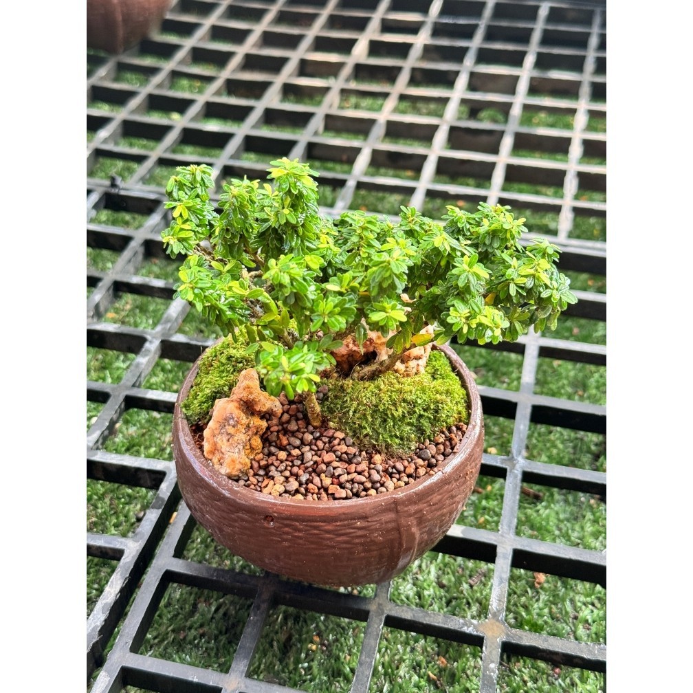 สวนถาด ขนาดกระถาง 5 นิ้ว ดินเผาน้ำตาลเคลือบมัน พร้อมจานรอง  ไม้มงคล บอนไซแคระ สน แก้วแคระ