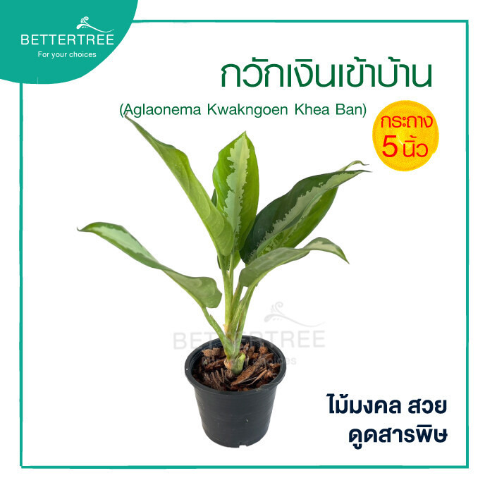 กวักเงินเข้าบ้าน กระถาง 5 นิ้ว ต้นไม้มงคล ไม้ฟอกอากาศ