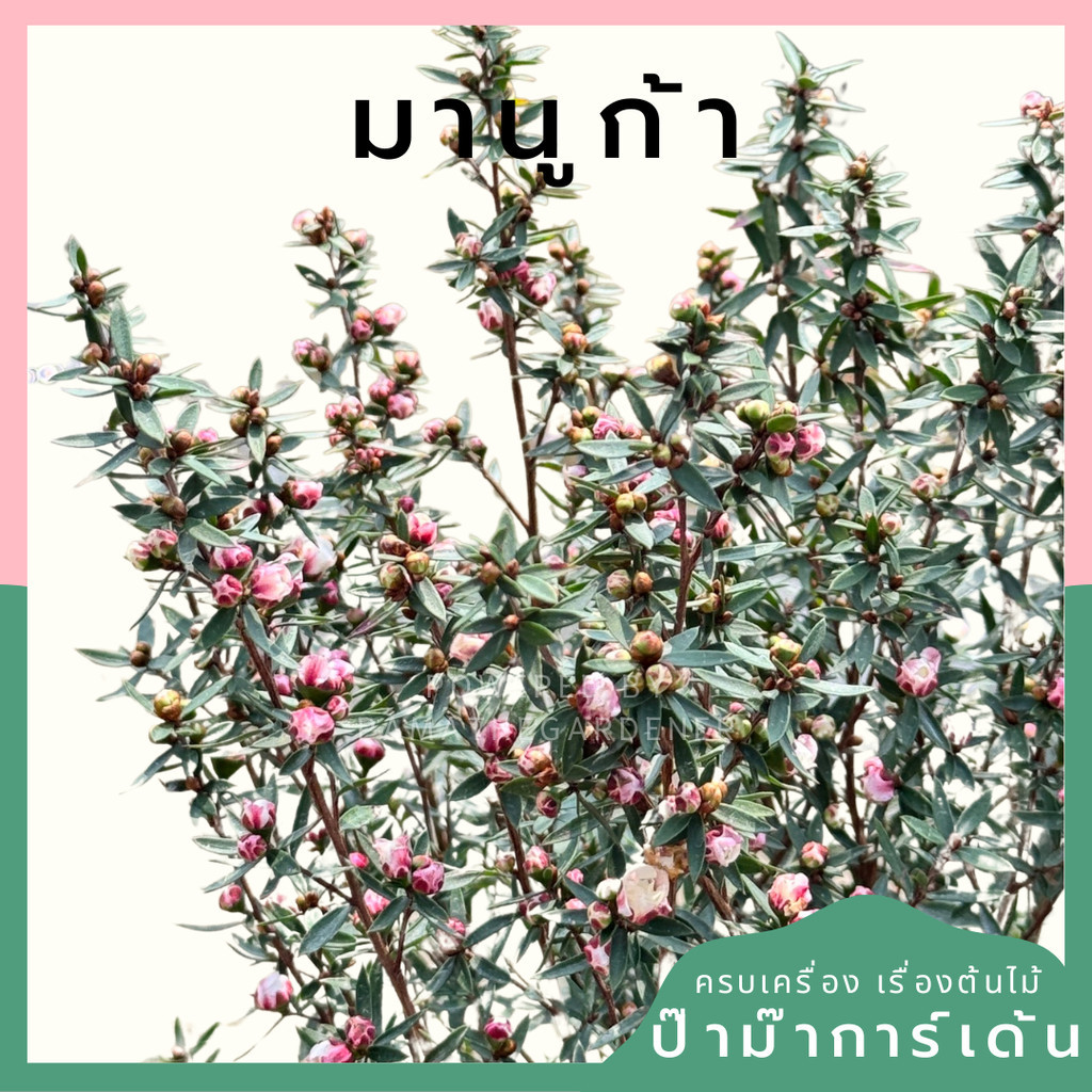 มานูก้า กระถาง 5 นิ้ว สินค้านำเข้า