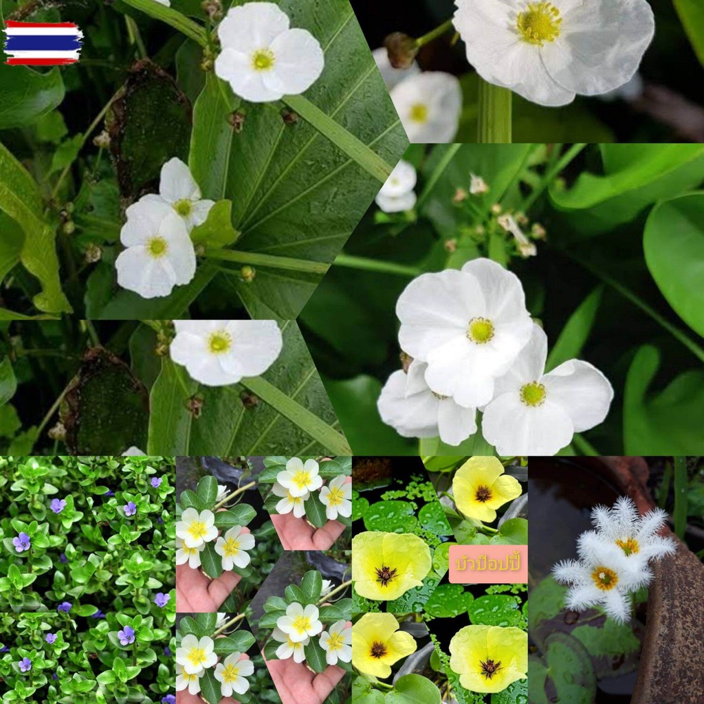 รวมไม้น้ำ 5 อย่าง ัวอเมซอน ัวป็อปyear้ ัวา แพงพวยน้ำ ลานไพลิน