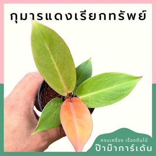 กุมารแดงเรียกทรัพย์ กระถาง 3-8 นิ้ว