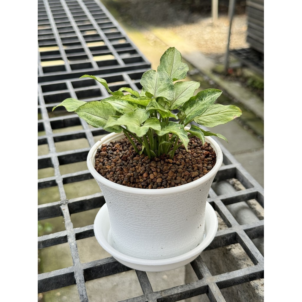 มุมมอง 2