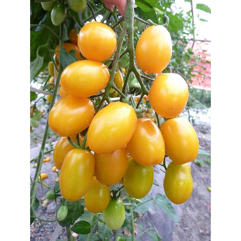 มะเขือเทศ เชอรี่เหลือง ทานสด เมล็ดพันธุ์ บรรจุ 9-25 เมล็ด [ซื้อ 10 เเถม 1 คละได้]