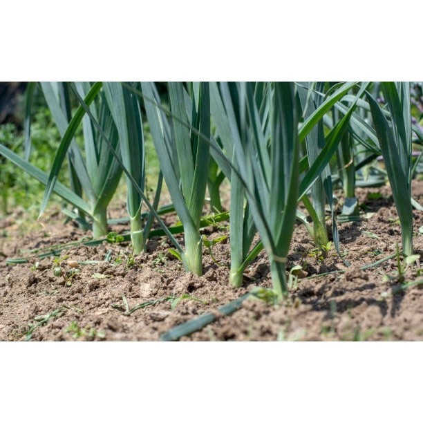 กระเทียมต้น เมล็ดพันธุ์ Leek 40-100 เมล็ด กระทียมต้น เมล็ดกระเทียมต้น มีคู่มือการปลูก [ซื้อ 10 แถม 1 คละได้]