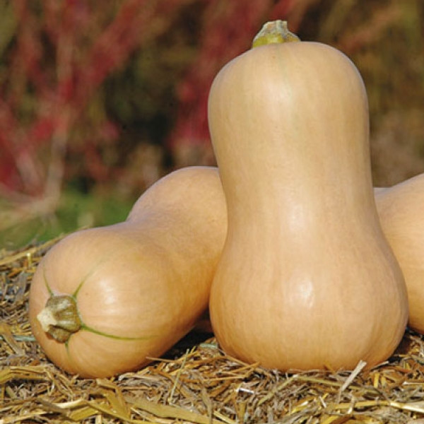เมล็ดพันธุ์ บัตเตอร์นัทสควอช ฟักทองฝรั่ง Butternut Squash 2-5 เมล็ด มีคู่มือการปลูก (ซื้อ 10 แถม 1 คละได้)